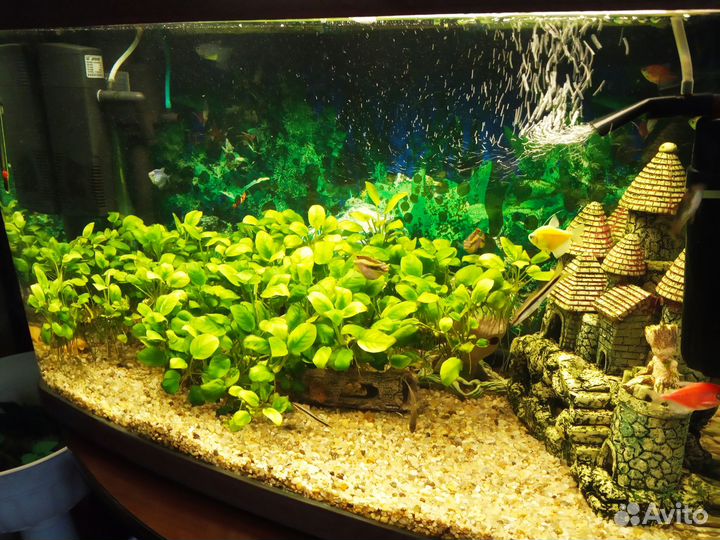 Аквариумные растения