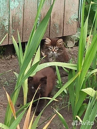Кошки в добрые руки бесплатно