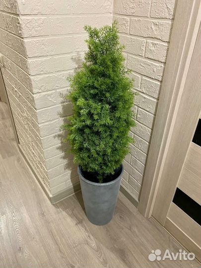 Туя, самшит, самшитовые шары