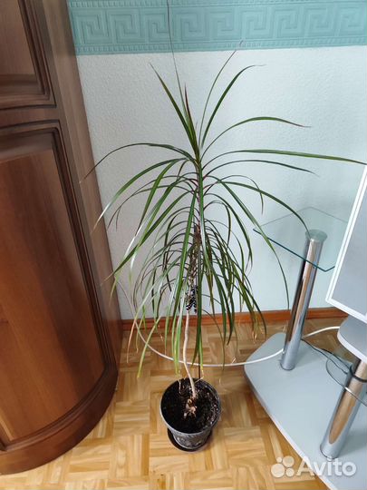 Комнатные растения, цветы