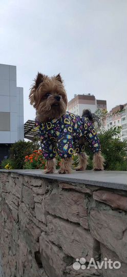 Пошив одежды для собак и кошек