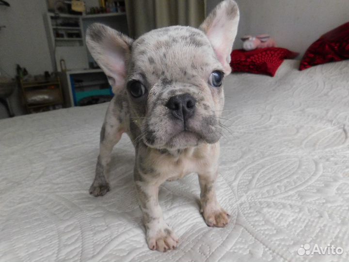 Щенок Французского Бульдога. Шикарная девочка:)