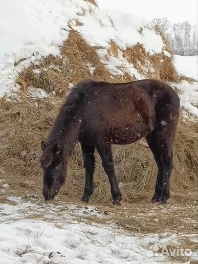 Продам лошадь