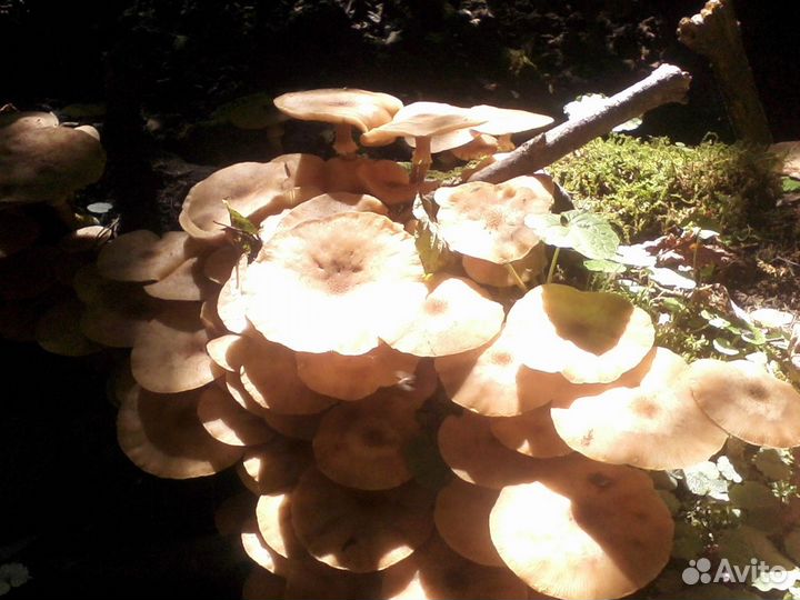 Грибы маринованные