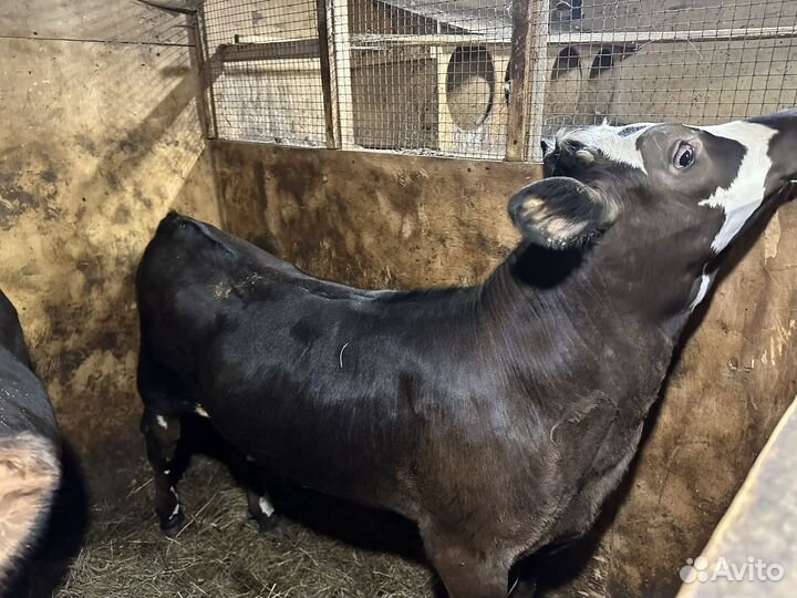 Телка 3 месяца