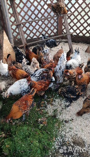 Молодки и петушки Павловской