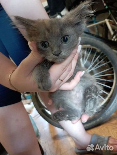 Кошки курильский бобтейл