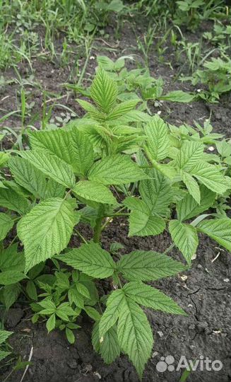 Саженцы малины