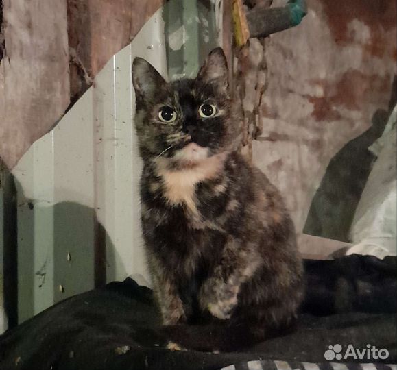 Кошки - мышеловки