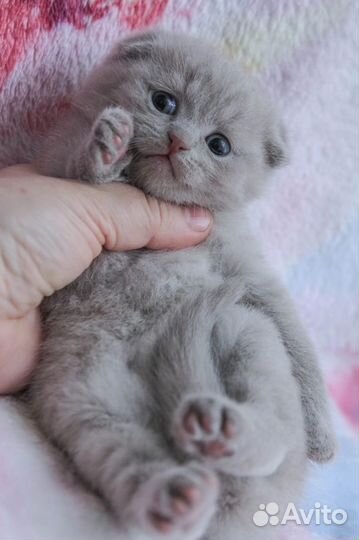 Шотландские котята