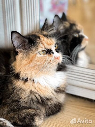 Трехцветная кошечка в добрые руки