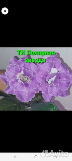 Глоксиния ен Бенгаль Кот и ен Грильяж 2