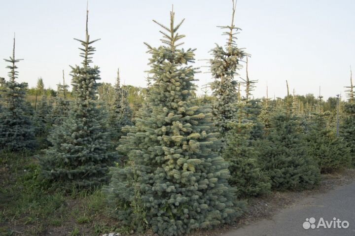 Декаративные растения VIP качества