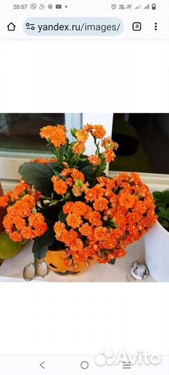 Комнатные цветы каланхоэ