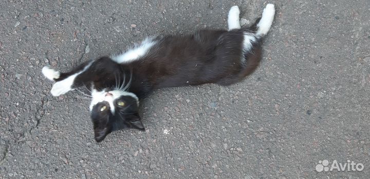 Кошка в дар