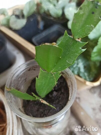 Цветок декабрист