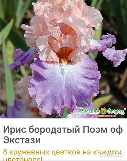 Ирисы бородатые