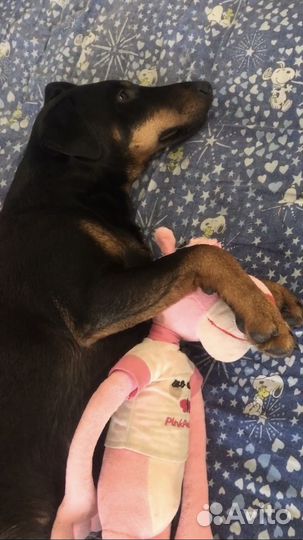 Ягдтерьер вязка