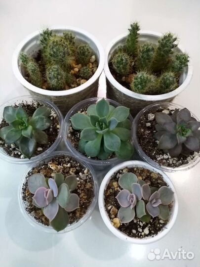 Суккуленты