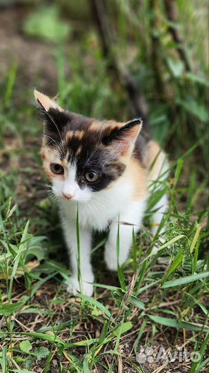 Котенок бесплатно