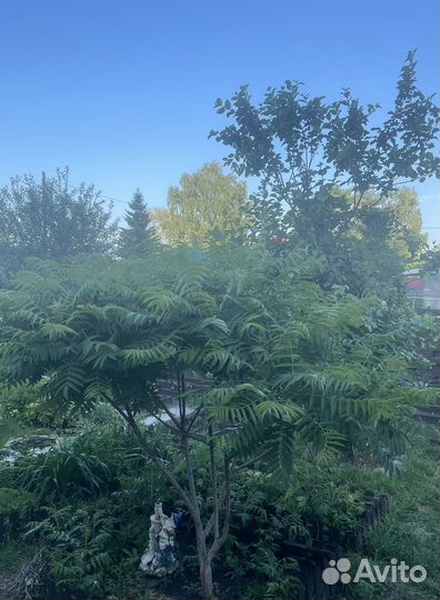 Сумах оленерогий