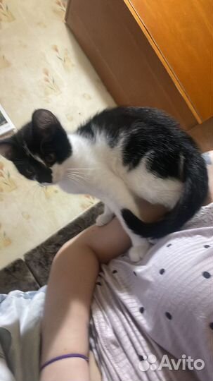 Котенок мальчик