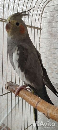 Попугай карелла