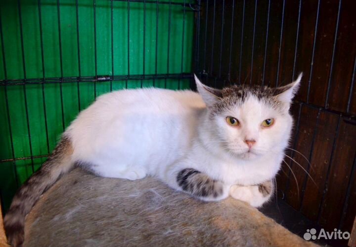 Кошка сиротка Букля два года не выходит из клетки