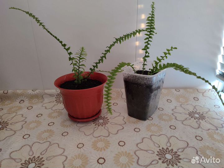 Папоротник мини