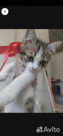 Кошка в дар