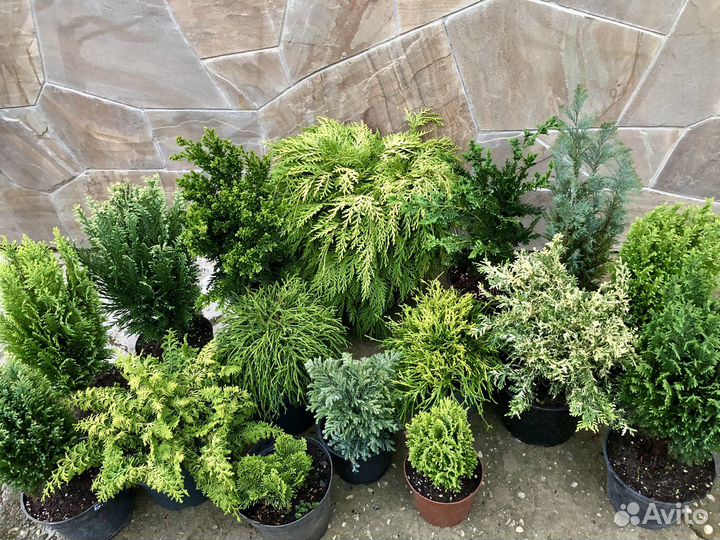 Кипарисовики