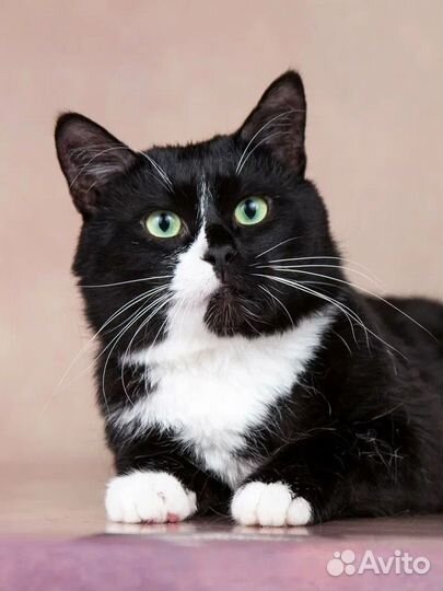 Самый классный, котомалыш Максик ищет семью