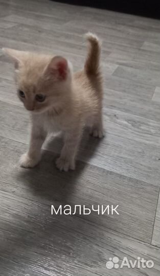 Отдам котят в добрые руки