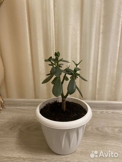 Денежное дерево толстянка