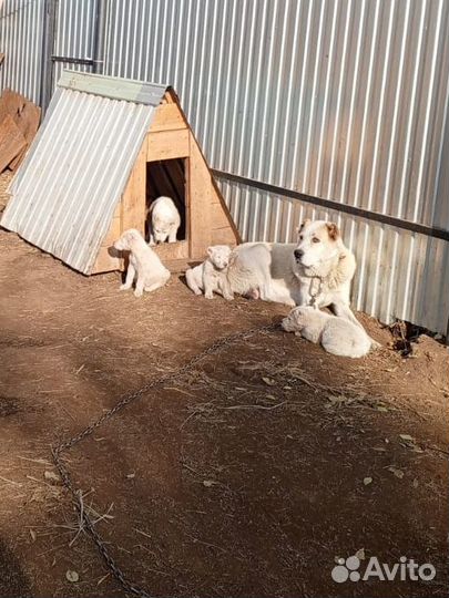 Продаются щенки алабая