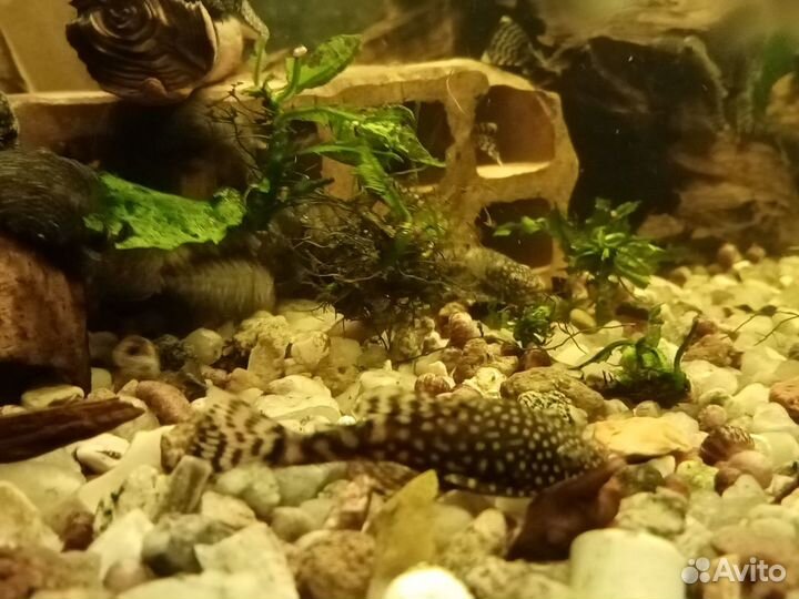 Сомики анцитрусы