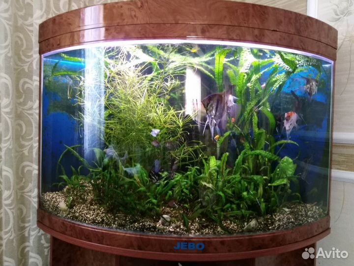 Рыбки гло фиш