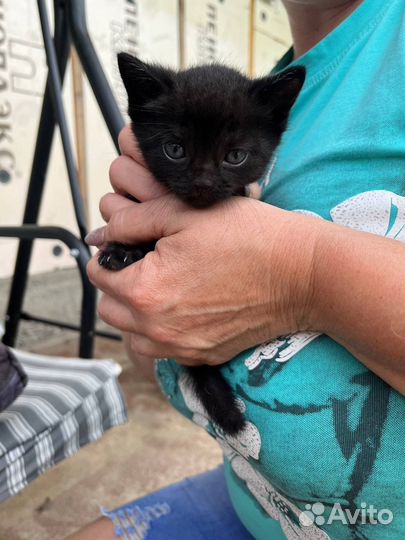 Котята от вислоухой