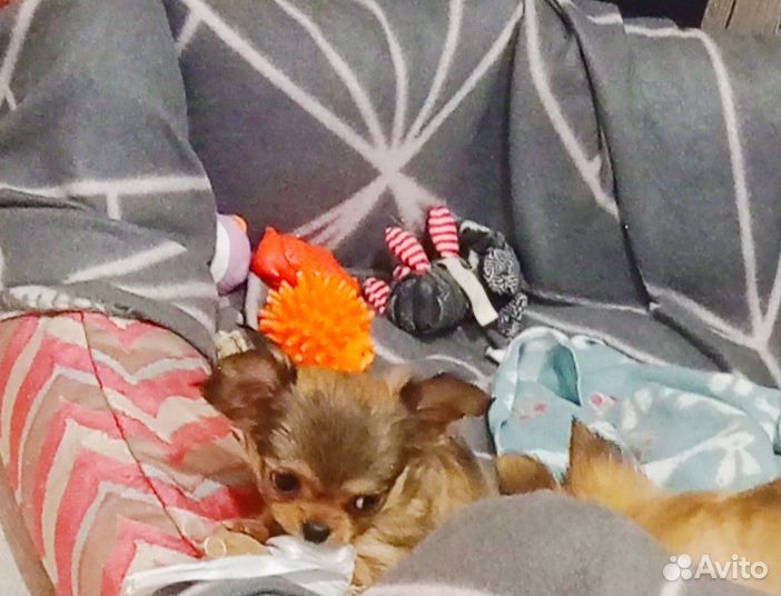 Щенки чихуахуа мини девочки