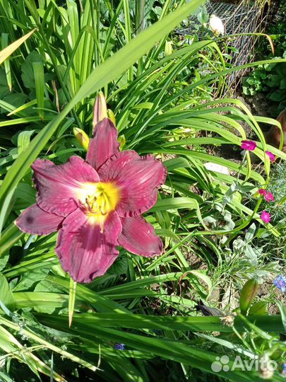 Флоксы сортовые