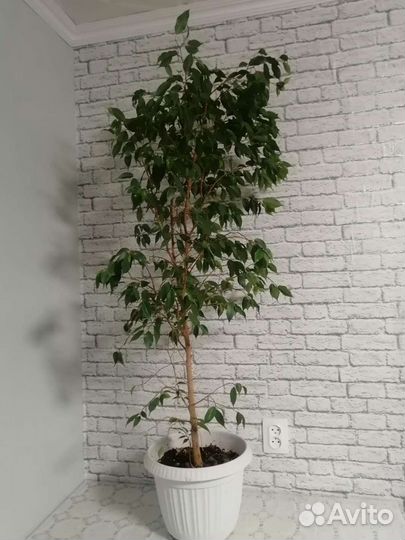 Фикус бенджамина