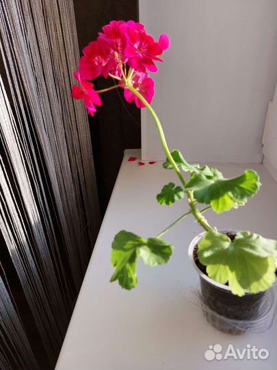 Пеларгония герань