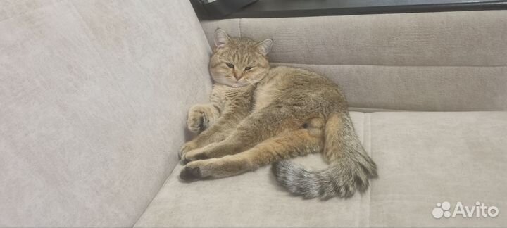 Кот Британская Шиншила Вязка