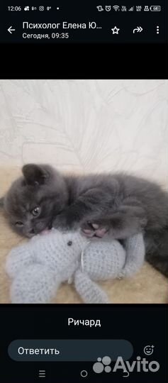 Британские котята