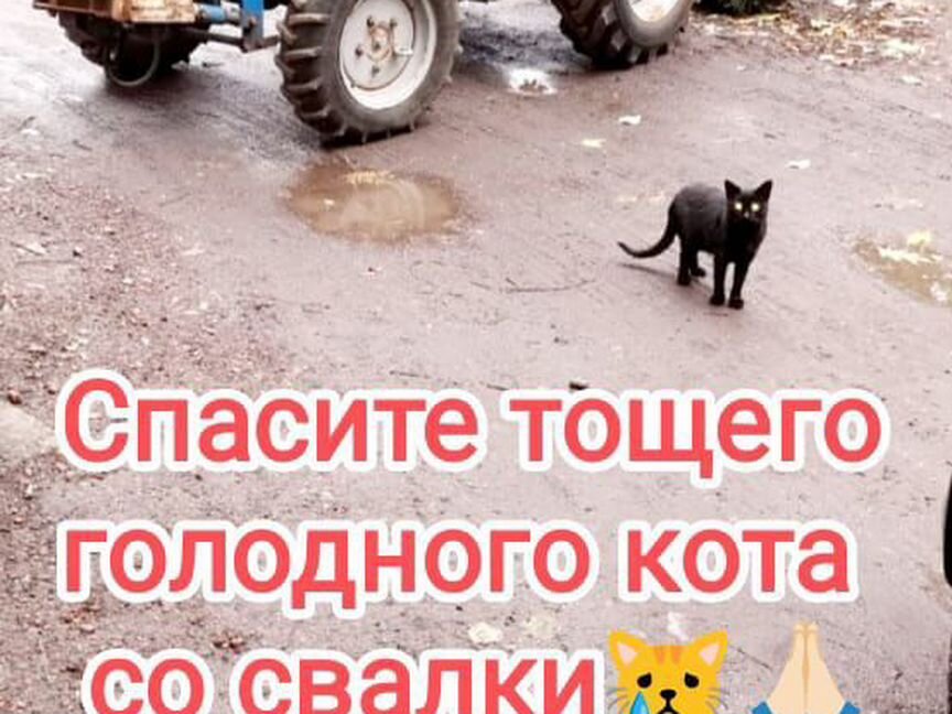 Котик со свалки ищет дом