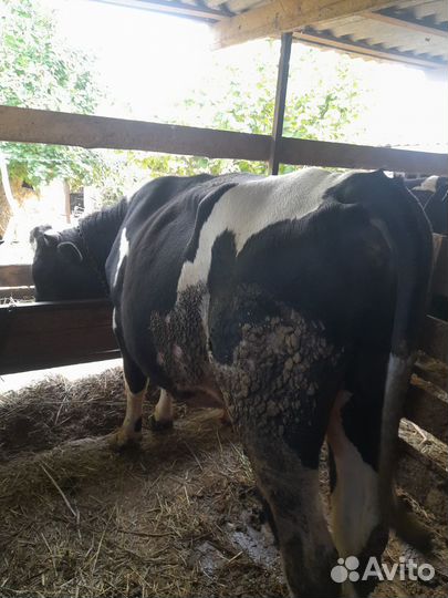 Быки на мясо