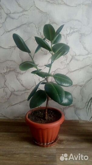 Фикус каучуконосный