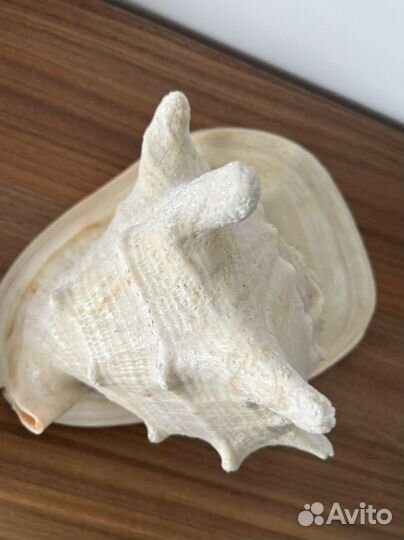 Ракушка морская