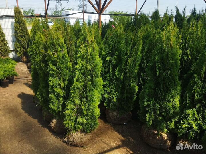 Туя смарагд 140-160см