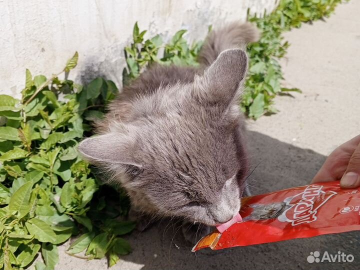 Котик бесплатно